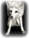 white fox white edge.jpg