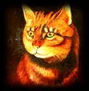 Tabby.jpg