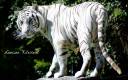 rare_white_tiger-wide.jpg