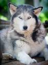 alaskan_by_nivelis-d4vcqbv.jpg
