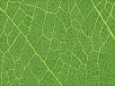leafpattern.jpg