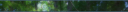 minim_banner_forest.png