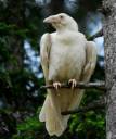 raven_perched_200.jpg