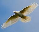 raven_flying_200.jpg