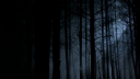 night woods.png