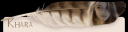 khara_feather_template.png
