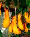 How-Can-a-Plant-Digest-a-Rat-2.jpg