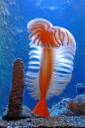 orange-sea-pen.jpg