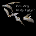 10220-Long-eared-Bat-flight-sequence.png