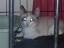 cats6.jpg