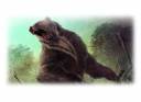Bear 1.1.jpg