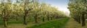 Orchard.JPG