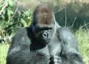rsz_1gorilla-2.jpg