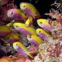 Bartlett Anthias.jpg