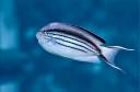 Lamarck's Angelfish.jpg