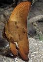 Orbiculate_Batfish.jpg