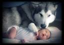 K9-CPR-Dog-.jpg