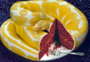 Snakecake.png