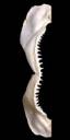 shark-jaw.jpg