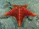 Jewel Starfish.jpg