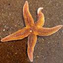 Thunder.Bay.Starfish-bicubic.jpg