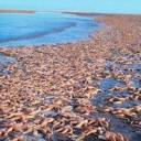 Stranded.starfish-lanczos3.jpg