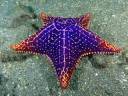 Jewel-Starfish.jpg