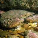 rockcrab_zpsa657aad5.jpg