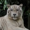 the-beautiful-white-tiger-photo_1144314-770tall.jpg