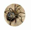 clockworkspideroval.jpg