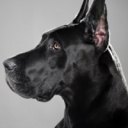dog1.png