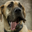 dog2.png