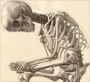 skeletonsmaller.png