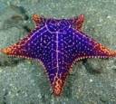Jewel.Starfish-bicubic.jpg