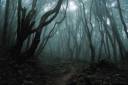 photo-haunted-forest.jpg