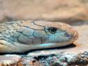 King_Cobra_by_sassy_shiznit.jpg