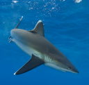 silvertip shark.png