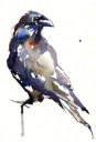 watercolor crow.png