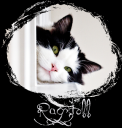ragdoll2.png