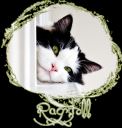 ragdoll3.png