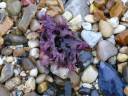 Kelp(resize).jpg