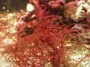 Red jelly seaweed(resize).jpg