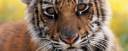 tiger.jpg