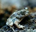great_basin_spadefoot_2_r_c.jpg