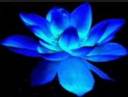 blue lotus.jpg