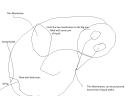 Switch_Ear_Diagram2.png