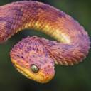 Bush viper.jpg