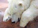 Polar_Bear_by_rwgp.jpg