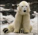 Tom__the_polar_bear_by_woxys.jpg