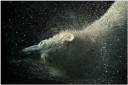 Tom__the_Polar_Bear_by_amrodel.jpg